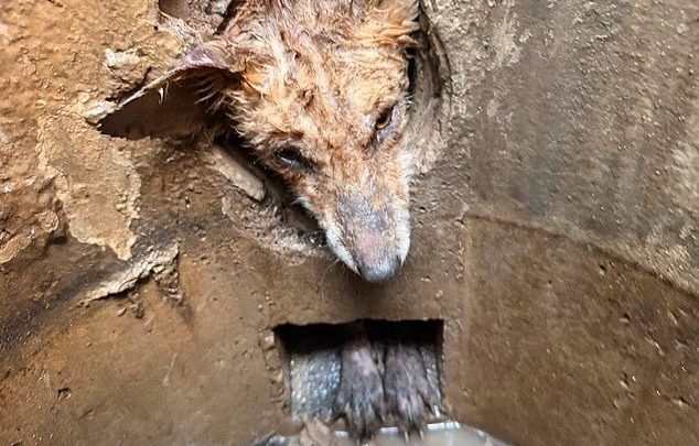 Filhote de raposa é resgatado após passar nove horas preso em tubulação no Reino Unido