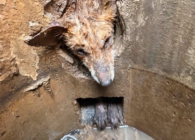 Filhote de raposa é resgatado após passar nove horas preso em tubulação no Reino Unido