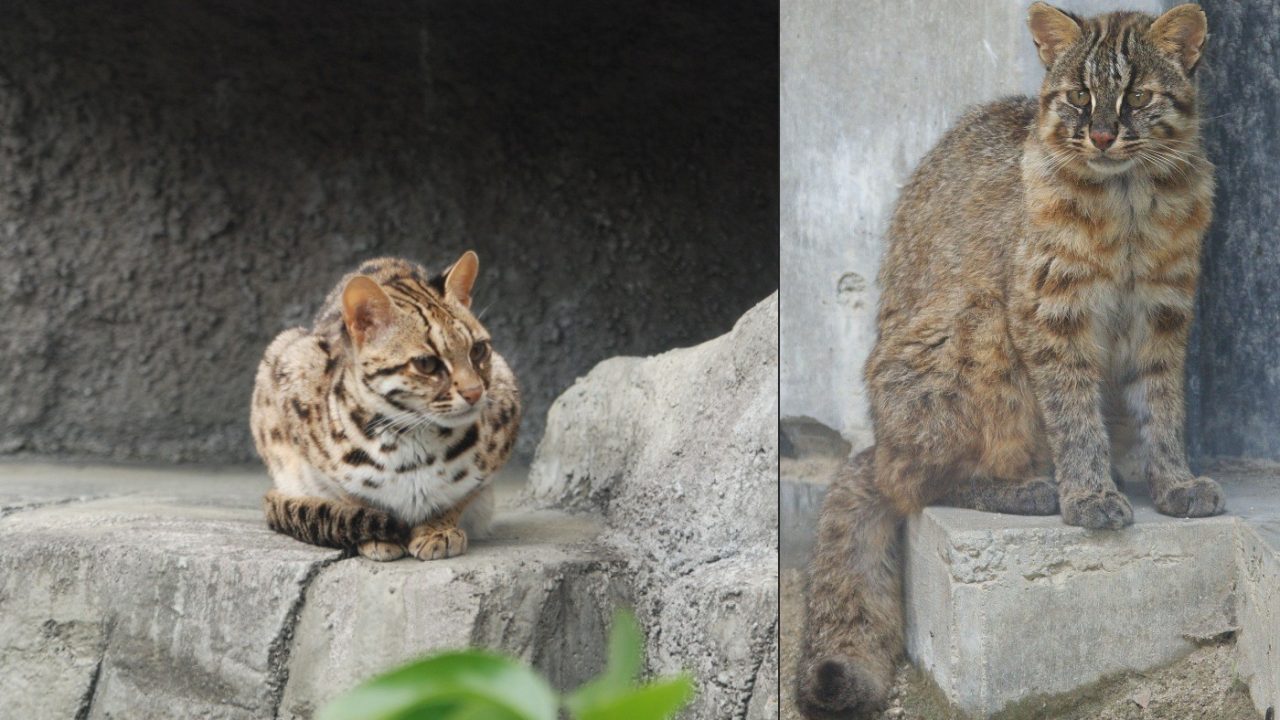 Gato-leopardo de Tsushima: estudo revela característica incomum de felino do Japão ameaçado de extinção