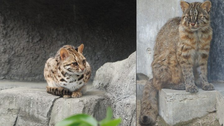 Gato-leopardo de Tsushima: estudo revela característica incomum de felino do Japão ameaçado de extinção