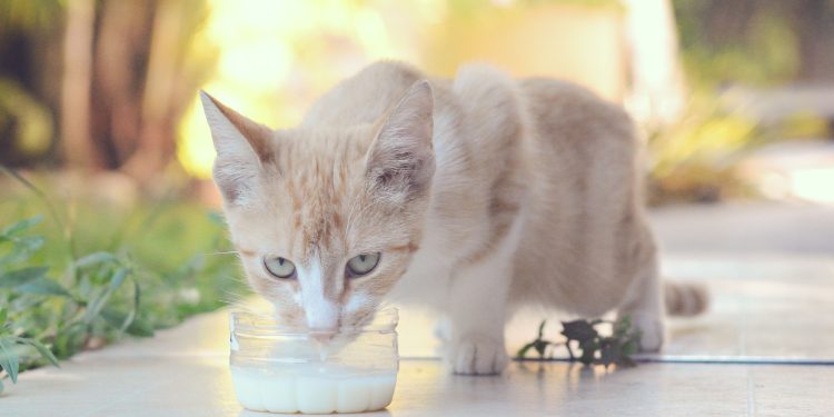 Gatos podem beber leite? Veterinário explica os riscos e o que é adequado comerem