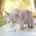 Gatos podem beber leite? Veterinário explica os riscos e o que é adequado comerem