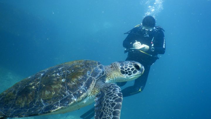 Há meia década 'morando' nas Ilhas Cagarras, tartaruga-verde carioca será batizada
