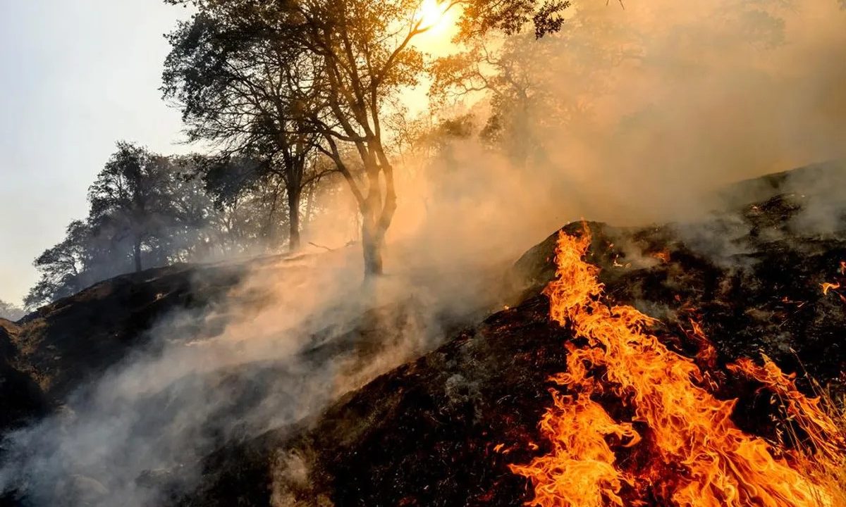 Homem é preso por atear fogo em floresta com isqueiro e proibido de andar com fósforos em Portugal; enetnda