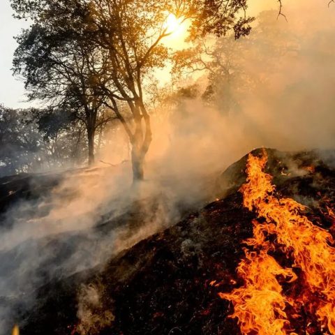 Homem é preso por atear fogo em floresta com isqueiro e proibido de andar com fósforos em Portugal; enetnda