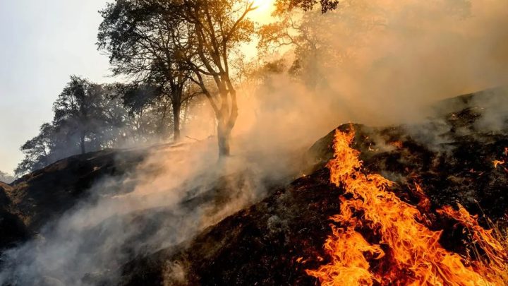 Homem é preso por atear fogo em floresta com isqueiro e proibido de andar com fósforos em Portugal; enetnda
