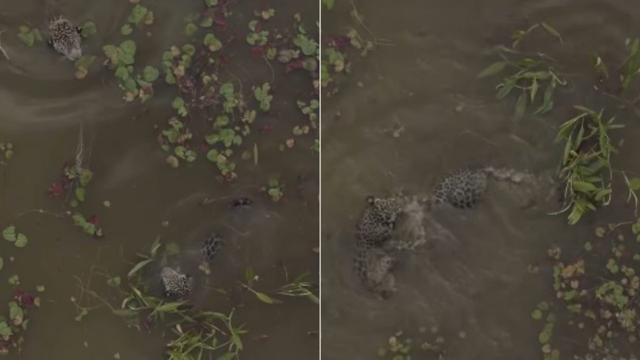 Hora da aula: Onça pintada é flagrada 'ensinando' natação para filhote no Pantanal; vídeo