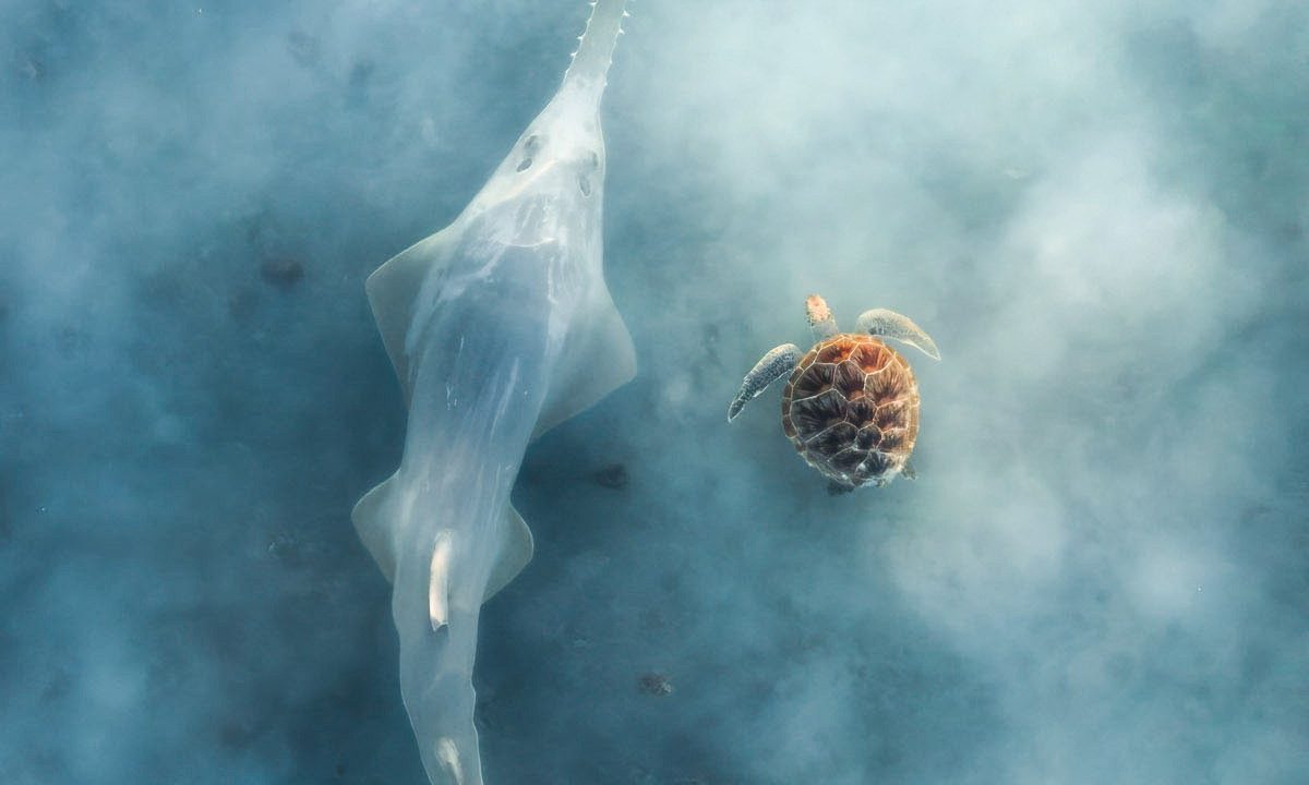 Imagem vencedora de concurso de fotografia é confundida com IA; fotógrafo conta como fez o registro