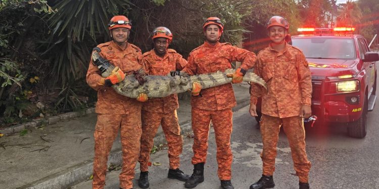 Jacaré de quase 2 metros é resgatado em canteiro em Niterói; vídeo
