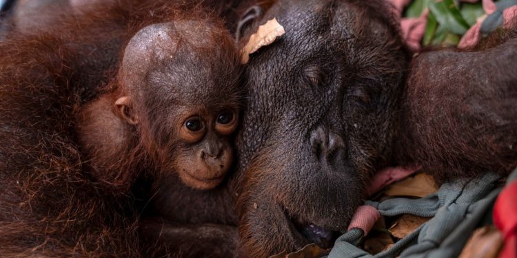 Mãe orangotango e filhote são resgatados na Indonésia após incêndios se aproximarem de seu habitat