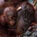 Mãe orangotango e filhote são resgatados na Indonésia após incêndios se aproximarem de seu habitat