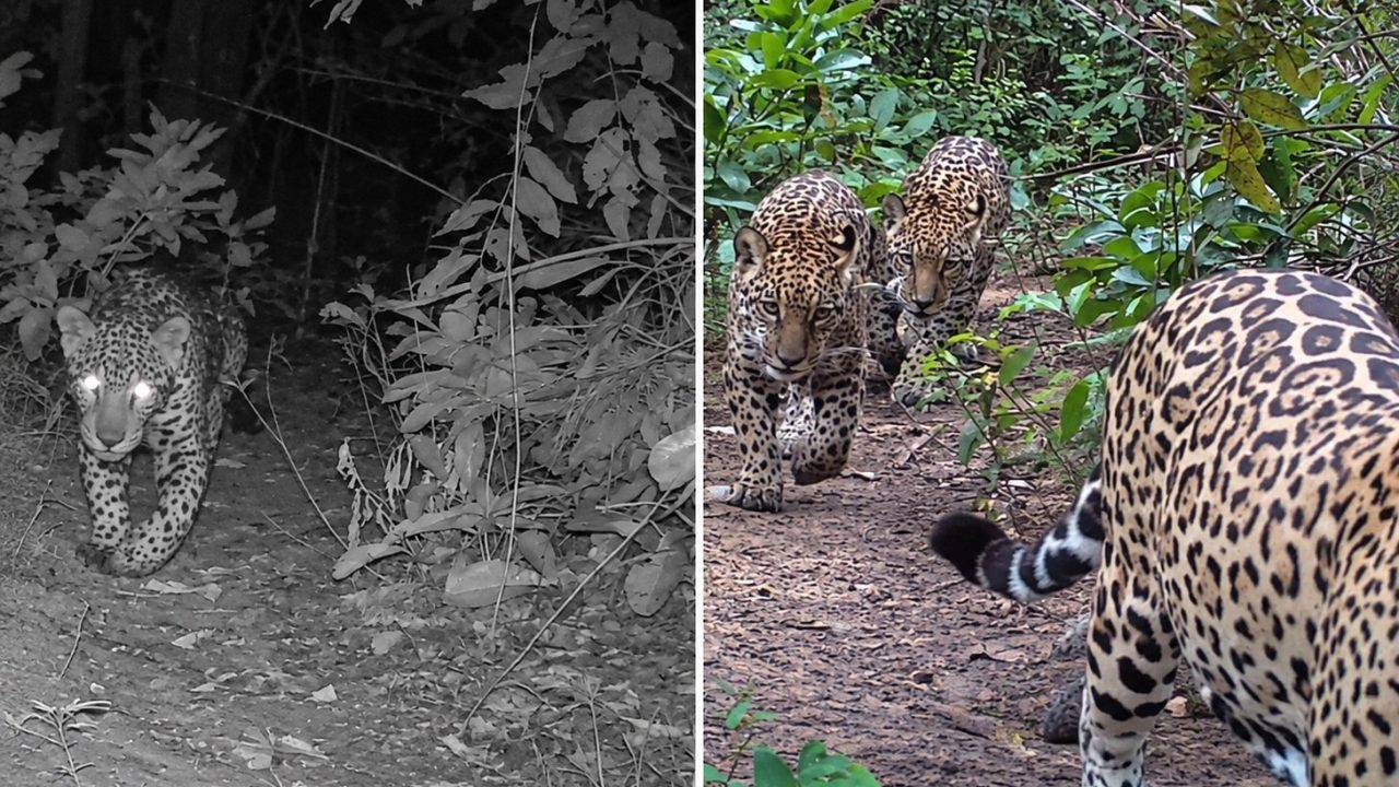 Onça-pintada que atacava gado reaparece com dois filhotes no Pantanal após um ano