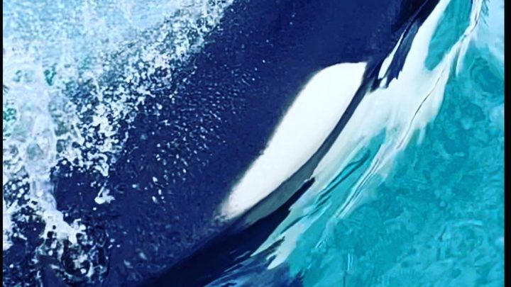 Orcas: manter a distância é o melhor a fazer ao encontrá-las