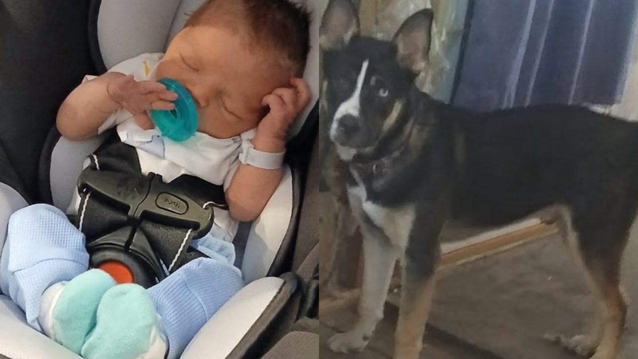 Pai é condenado a 16 anos após recém-nascido morrer em ataque de cachorro que causou mais de 180 ferimentos nos EUA