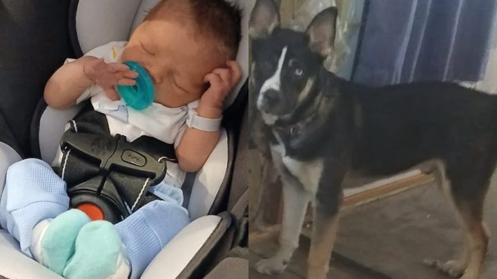 Pai é condenado a 16 anos após recém-nascido morrer em ataque de cachorro que causou mais de 180 ferimentos nos EUA