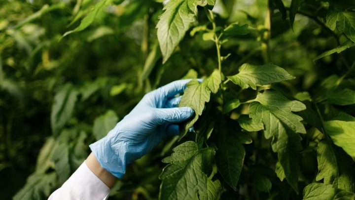 Paradoxo da biodiversidade: por que é tão difícil para o Brasil transformar plantas medicinais em produtos farmacêuticos