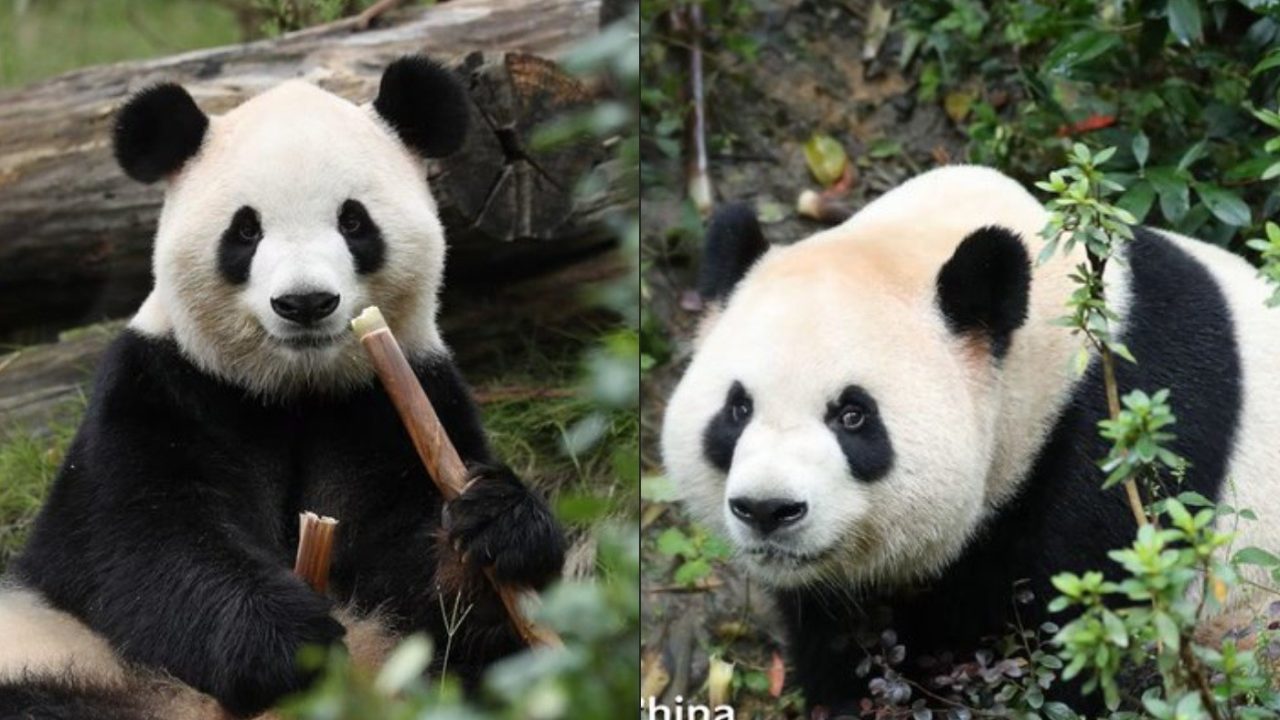 Ping Ping e Fu Shuang: China envia dois pandas-gigantes aos EUA