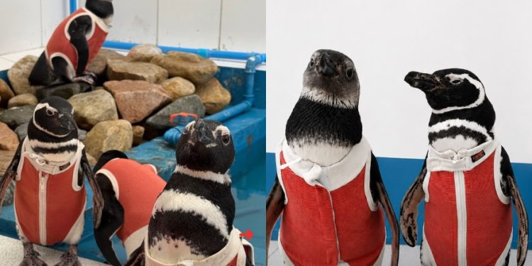 Pinguins feridos usam trajes de cobre durante reabilitação no Chile; entenda como funciona