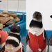 Pinguins feridos usam trajes de cobre durante reabilitação no Chile; entenda como funciona