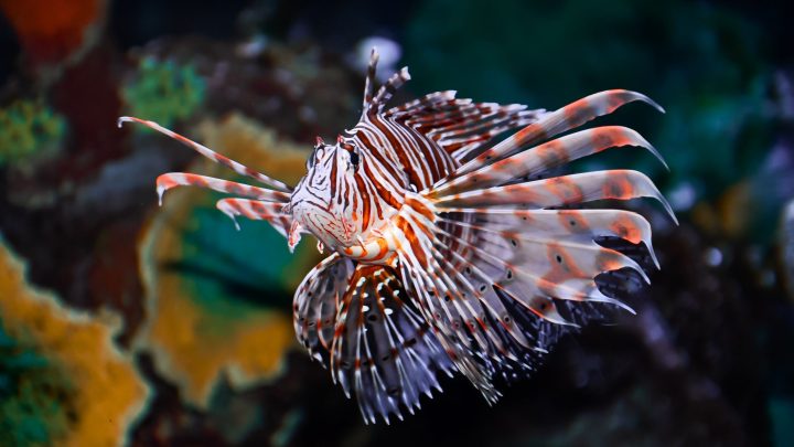 Porto Seguro paga R$ 10 por peixe-leão capturado em ação contra espécie invasora