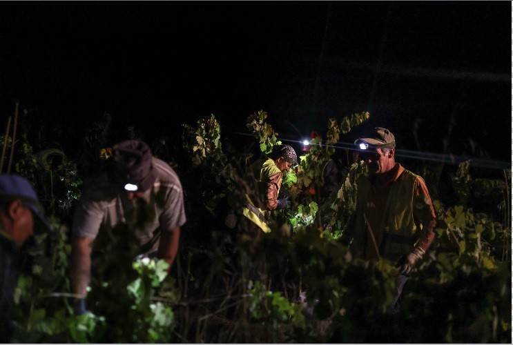 Portugal colhe uvas à noite para escapar do calor que chega a até 40ºC