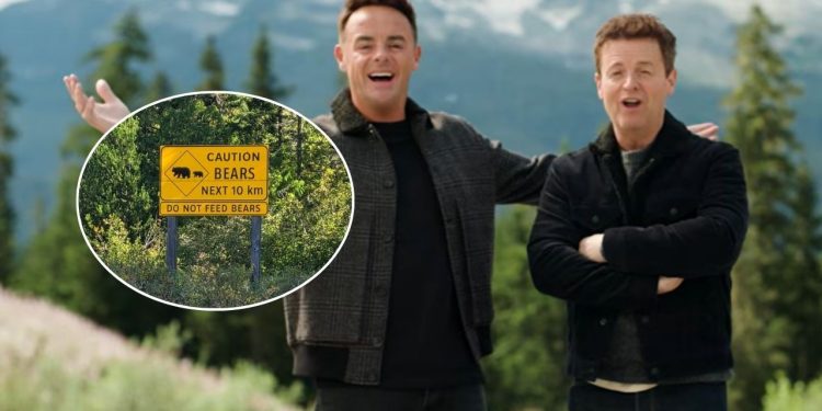 Reality na natureza entra em quarentena no Canadá após ataque de urso perto do acampamento