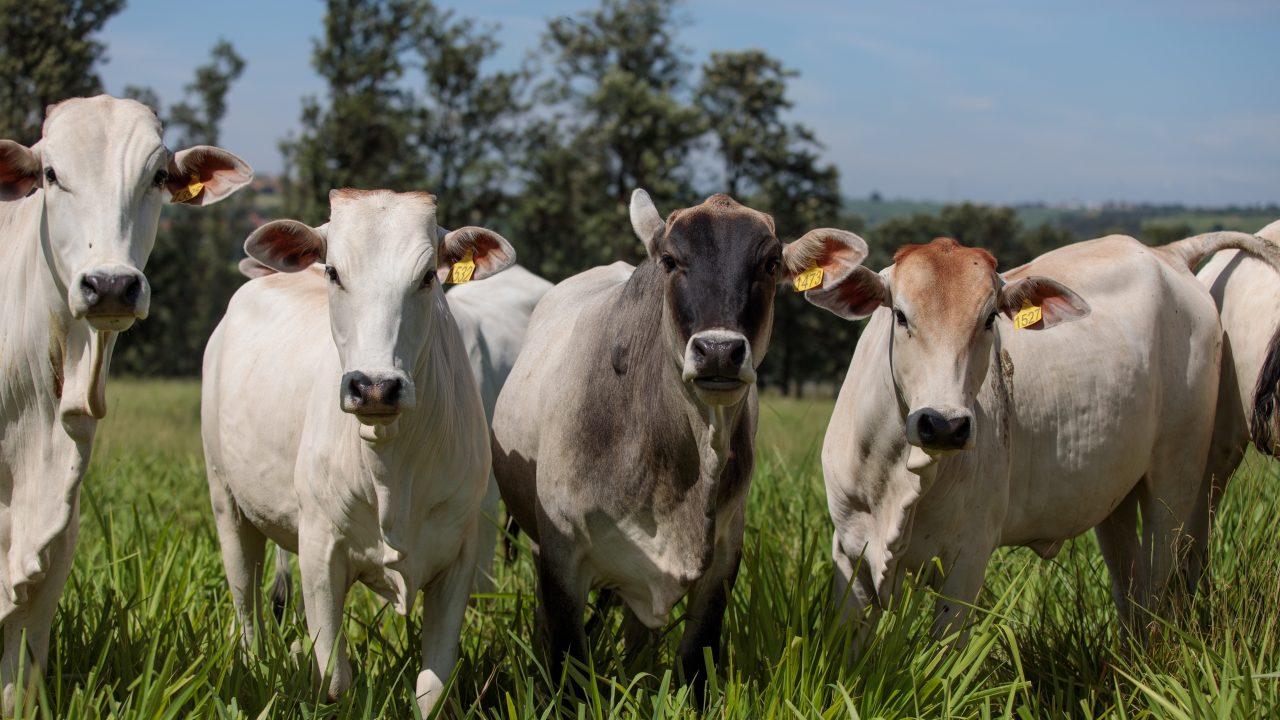 Redução nas exportações de carne não deve ter reflexos nos preços no Brasil este ano. Entenda