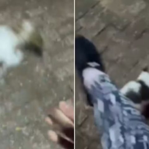 Saiba como estava o filhote de shih-tzu de 40 dias resgatado após agressões de influenciadora em MS; vídeo