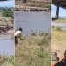Turistas pulam de jipe descontrolado rumo a rio infestado de crocodilos na Tanzânia; veja vídeo