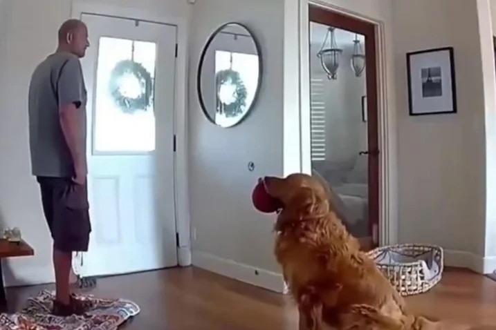 Tutor de golden que ‘recebeu’ bandido em casa com brinquedo e rabo abanando se diverte: ‘Pior cão de guarda’; assista