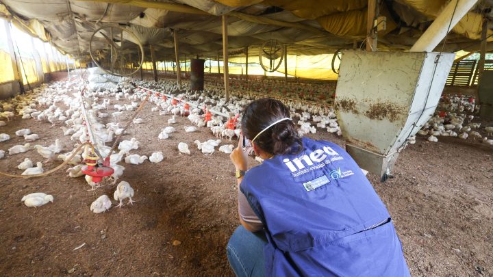 UE sinaliza retomada de compras de frango e mel do Brasil; governo quer incluir a carne bovina