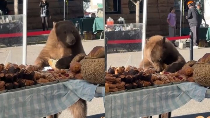 Urso invade feira e se alimenta de pães, roscas e outros quitutes de produtor; vídeo