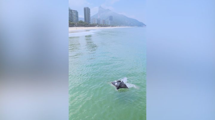 Vídeo: raia ‘voa’ no mar de São Conrado e surpreende fotógrafo: 'Saltos espetaculares'