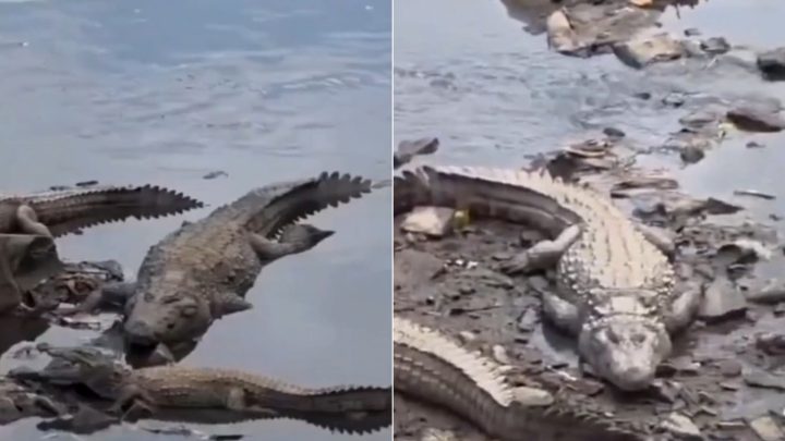 'Encontro de crocodilos': baixa no nível de rio na Índia reúne 12 animais em cena inusitada