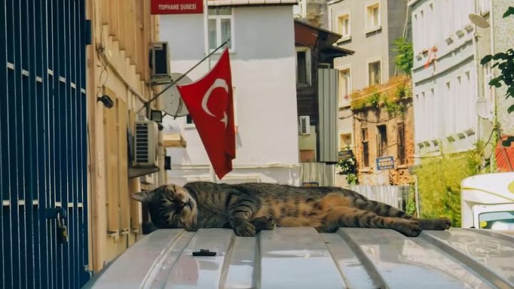 A cidade dos gatos: entenda a relação milenar entre Istambul e seus felinos