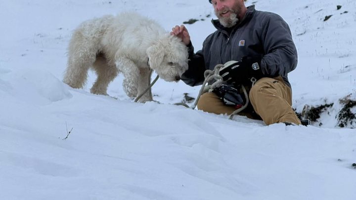Cadela que desapareceu em avalanche é resgatada depois de dois dias; vídeo