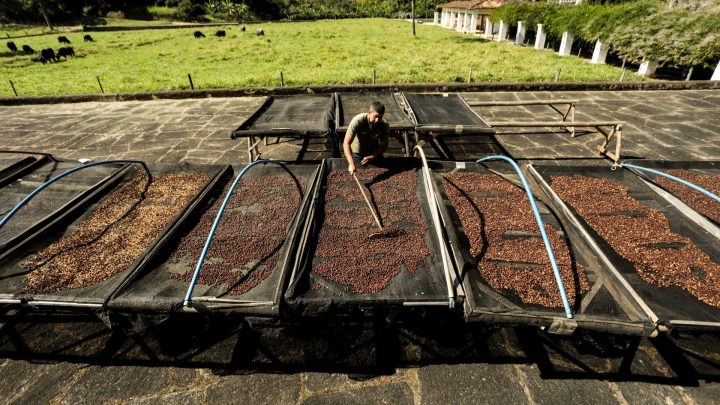 Café brasileiro recupera fôlego nos EUA. Mas e os especiais?