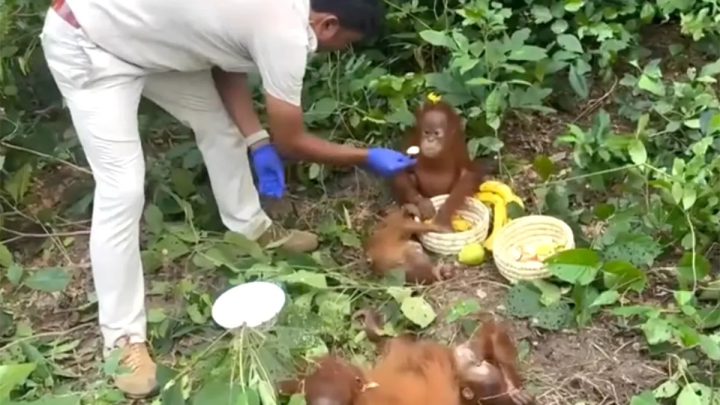 Cinco filhotes de orangotango ameaçados de extinção são resgatados em floresta na Índia; suspeita é de tráfico ilegal