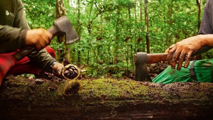 Com castanha-do-pará e palmito-juçara, governo atualiza lista de espécies da flora ameaçadas de extinção