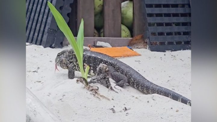 Dragão-de-komodo? Lagarto de grandes proporções é flagrado caminhando pela areia da Praia da Barra; veja vídeo