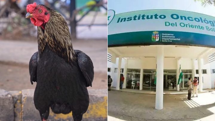 Galo espera por dono que morreu há oito anos em frente a hospital oncológico na Bolívia