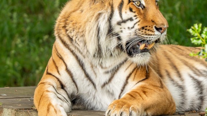 Homem morre depois de pular em jaula de tigre de zoológico na Inglaterra