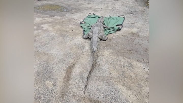 Jacaré de mais de 2 metros é resgatado de bueiro na Região Oceânica de Niterói