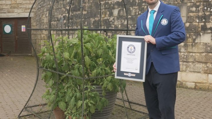 Jardim mais venenoso do mundo ganha certificado do Guinness com 97 espécies tóxicas; conheça