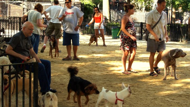 Meus cães me apresentam o bairro