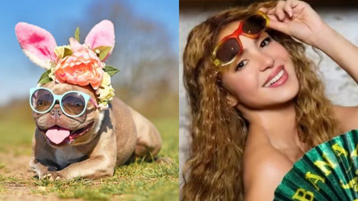 Nome de Shakira cresce 888% entre cães no Reino Unido; veja outras celebridades em alta no mundo pet