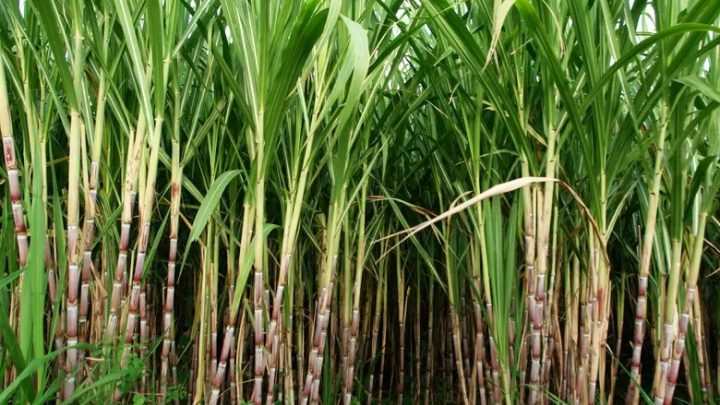 Pesos-pesados do PIB do Japão testam nova tecnologia de biogás de cana no Brasil