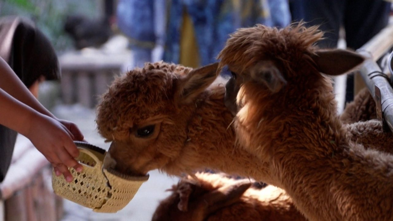 Que tal um café com alpacas? Zoológico no Paquistão cria atração para visitantes; assista