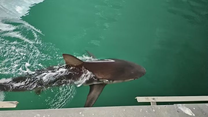 Tubarão que virou atração na Coreia do Sul volta a canal mais uma vez após tentativas fracassadas de devolvê-lo ao mar