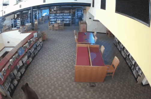Urso invade biblioteca na Califórnia e Departamento de Educação brinca: 'procurava um livro do Ursinho Pooh'